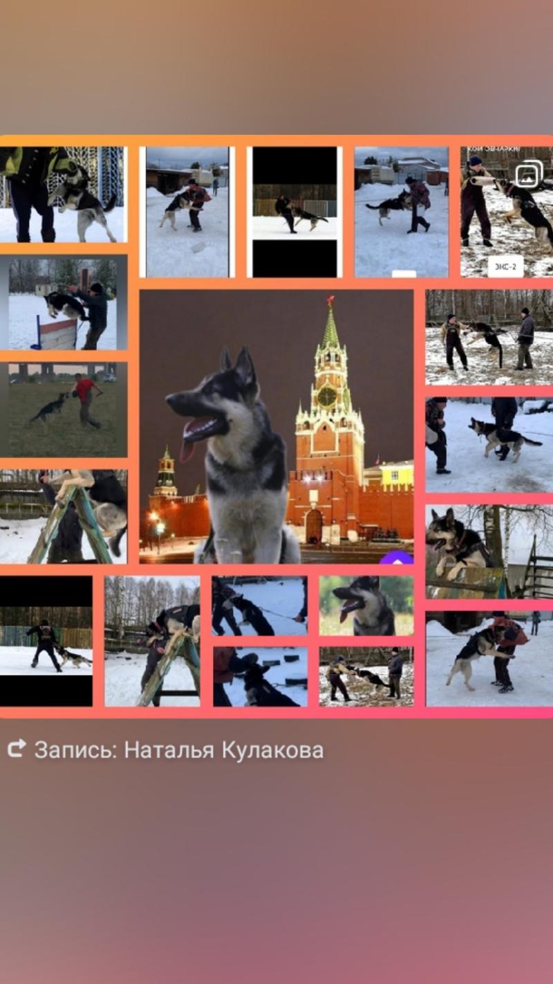 Кобель 2,5 года с родословной и с титулами, предлагается на вязку.