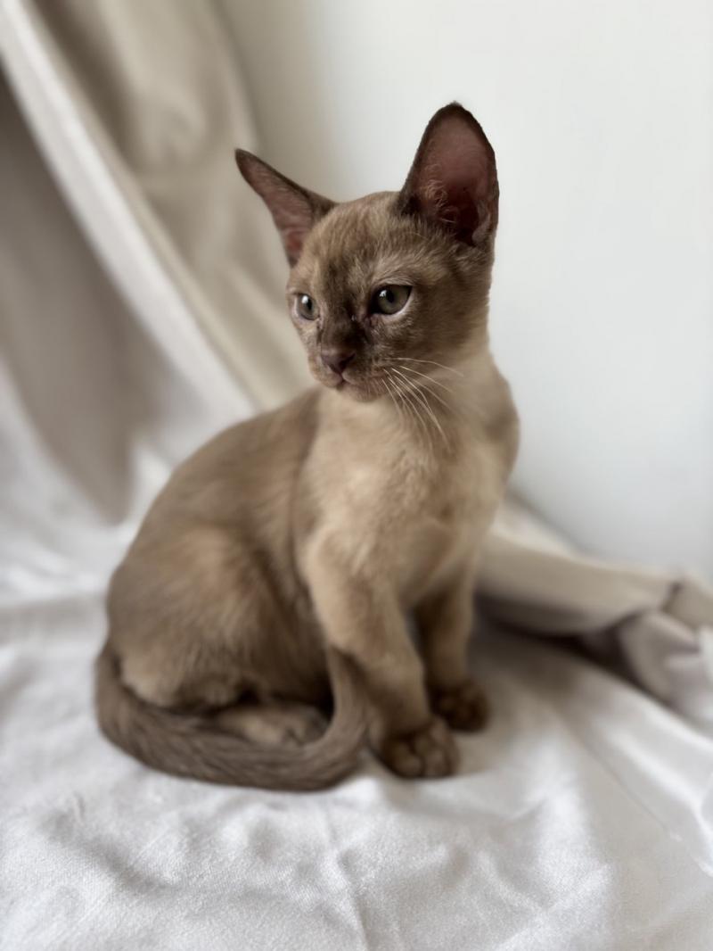 Бурманские котята