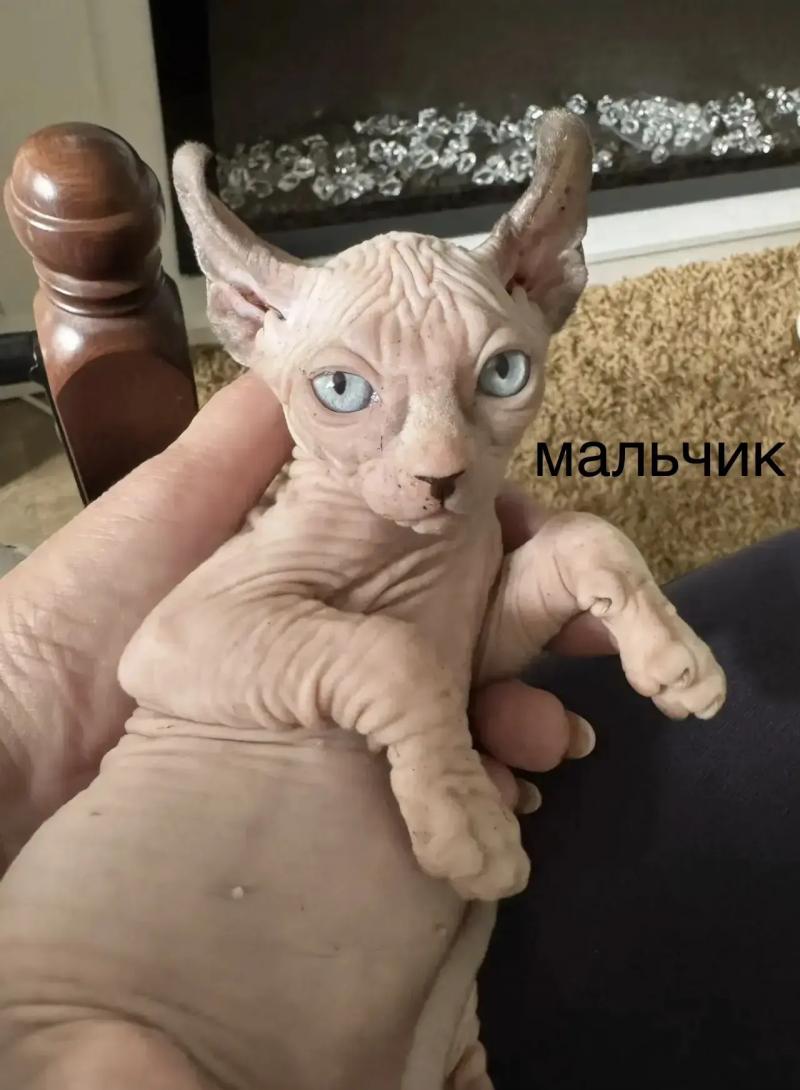 ������ �����