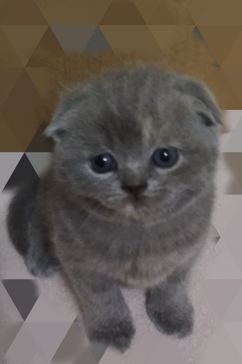 Чистокровные шотланские кошечки