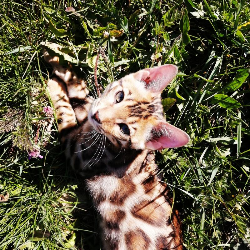Продажа котят