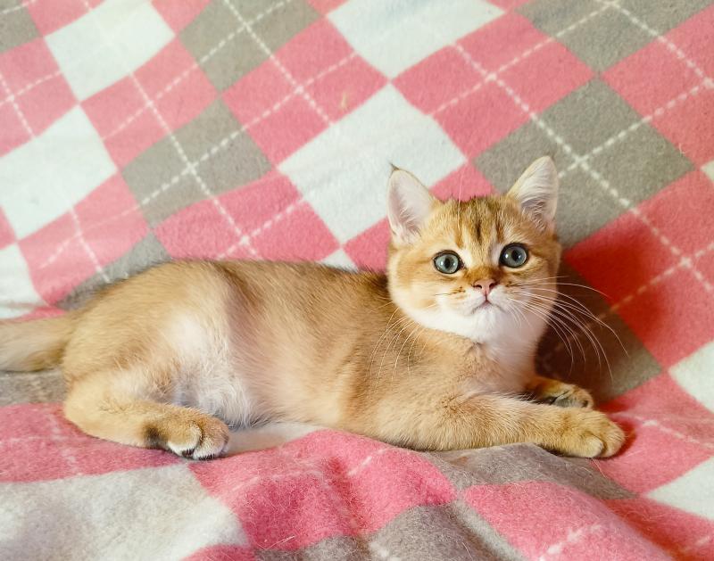 Золотой британский котик