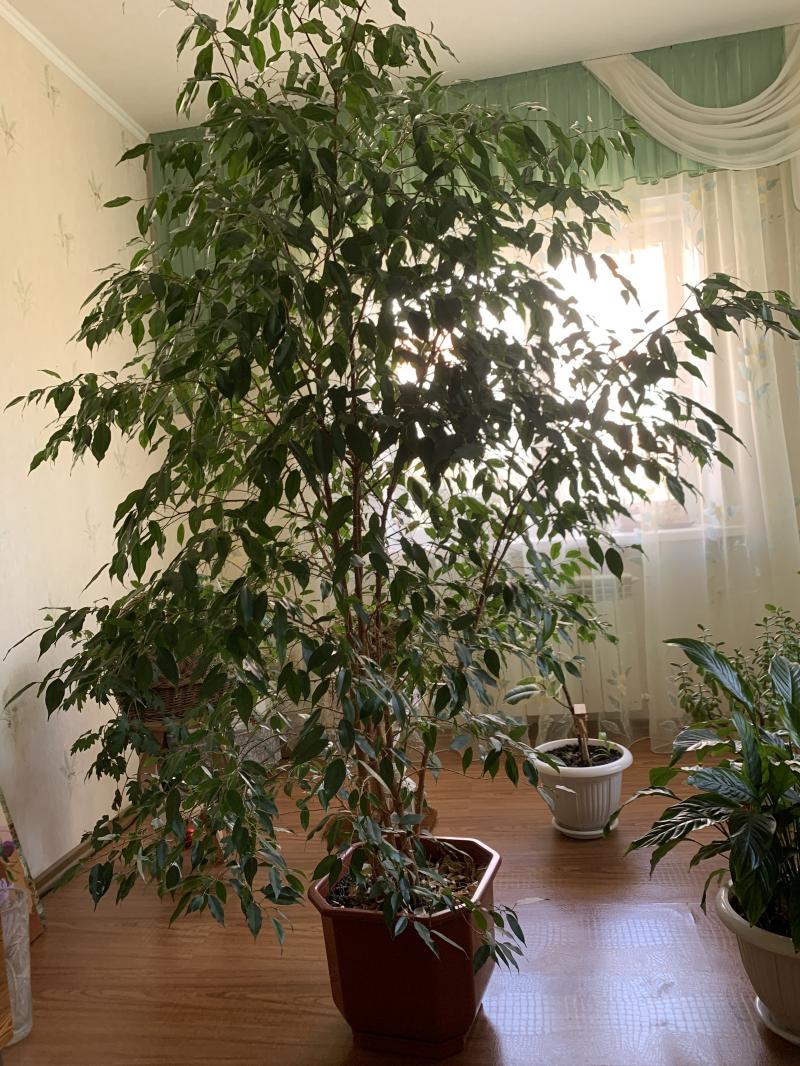 Продается фикус