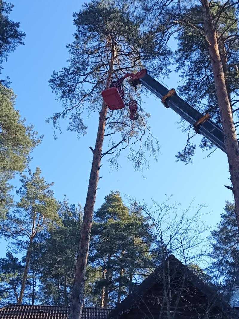 Спил деревьев