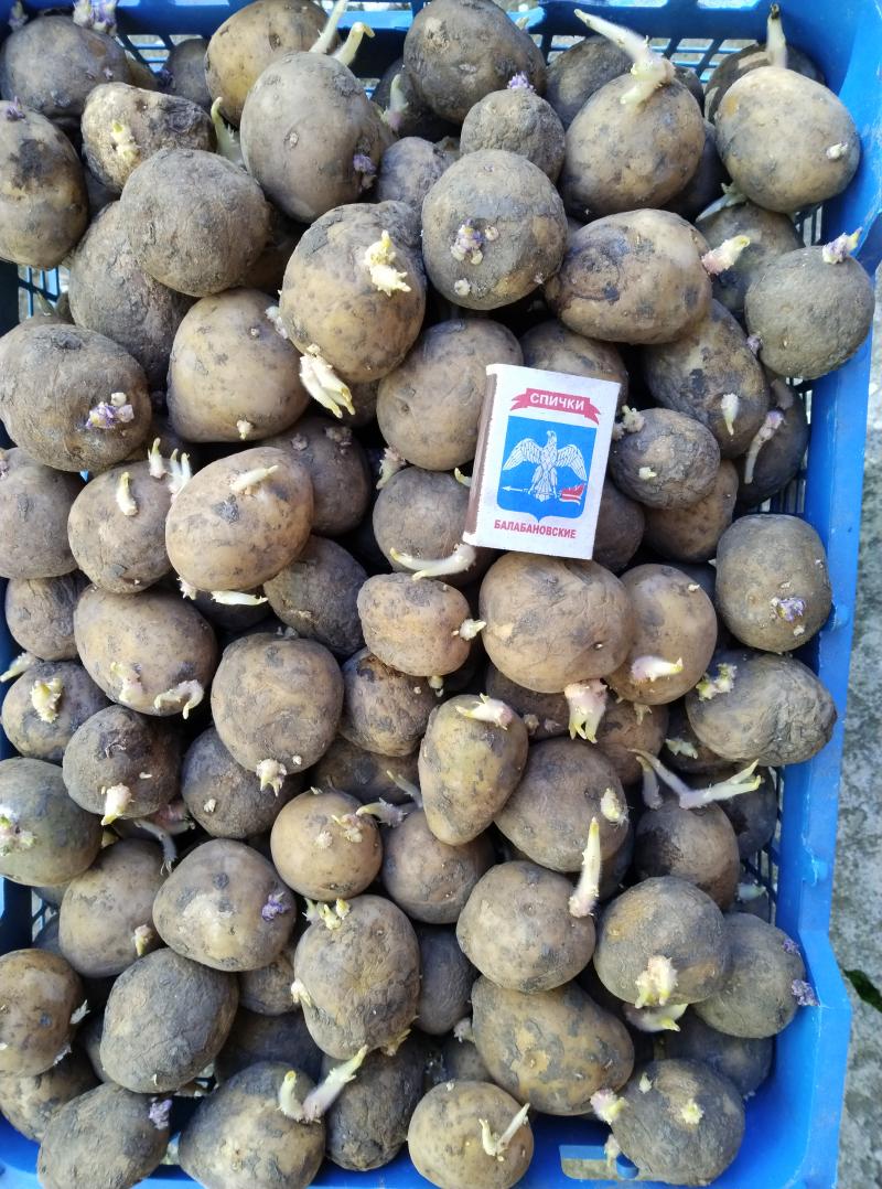 Семенной картофель