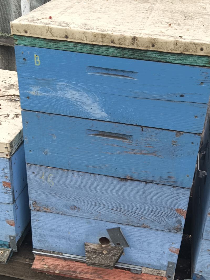 Продам ульи