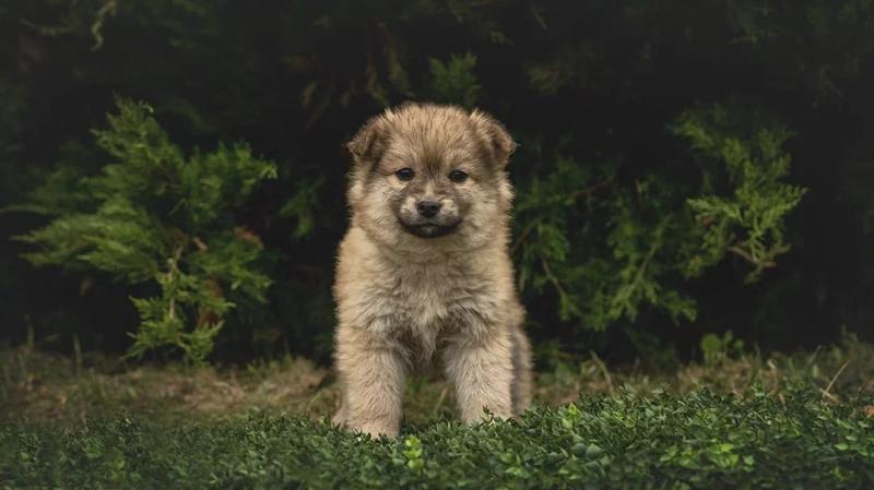 щенок в добрые руки