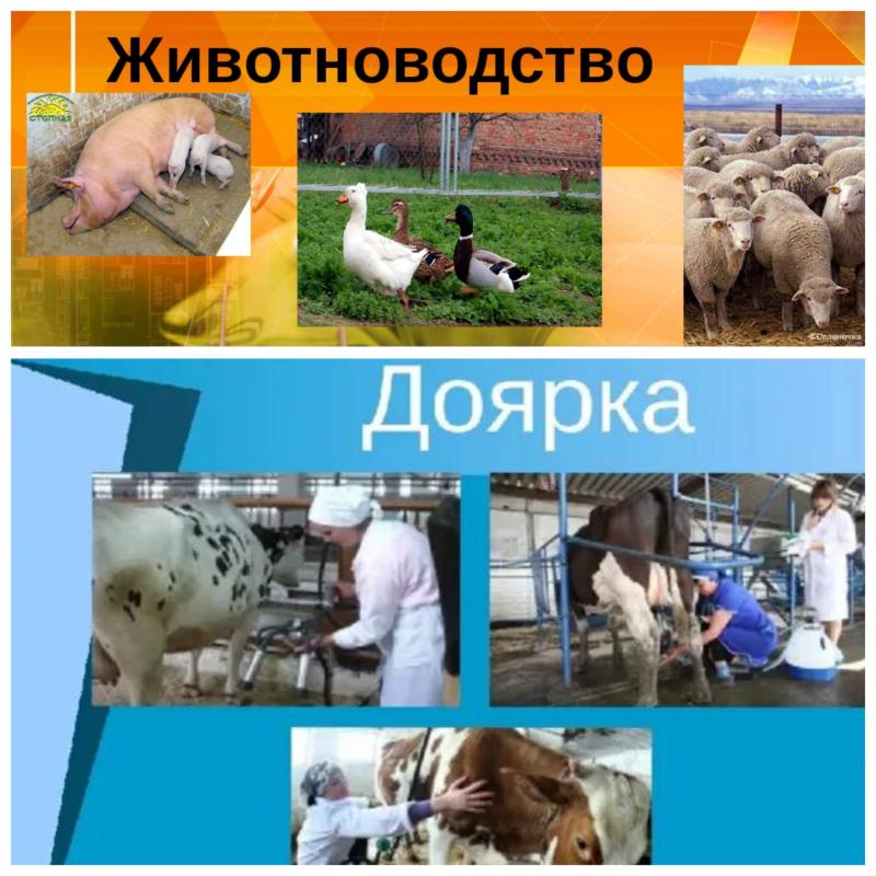 Требуются (доярки/дояры)