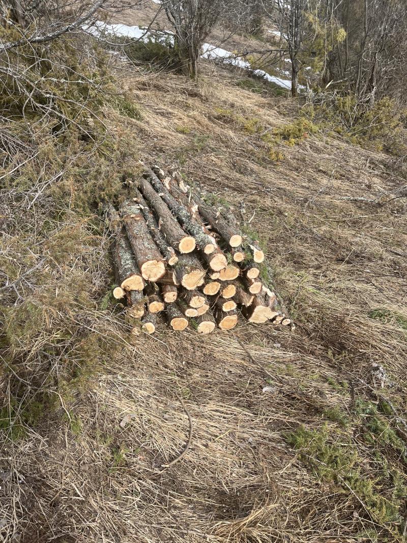 Стволы ароматного можжевельника