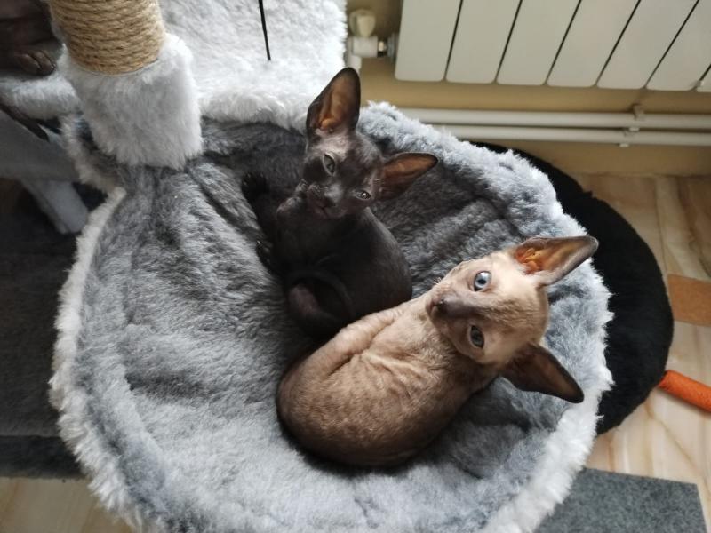 Корниш Рекс котята