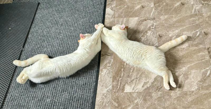 Коты бесплатно