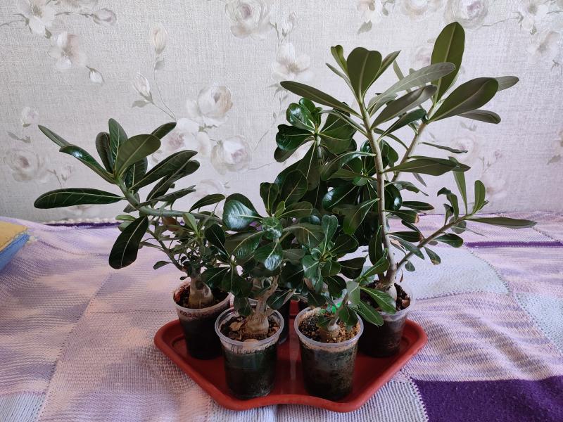 Продам эдениумы