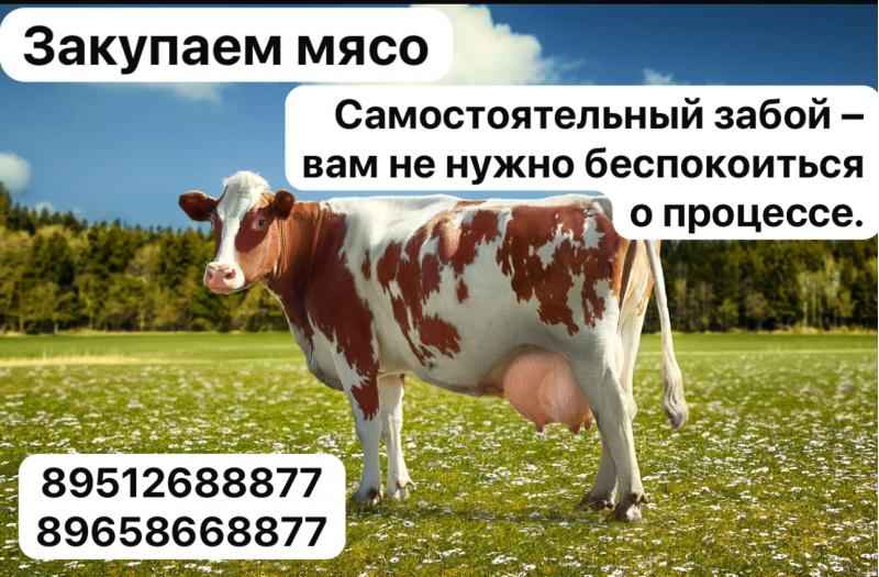 ЗАКУПАЕМ МЯСО ДОРОГО