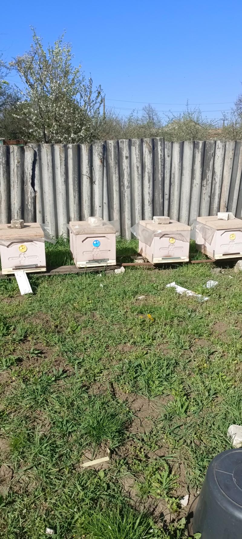 Продам пасеку.