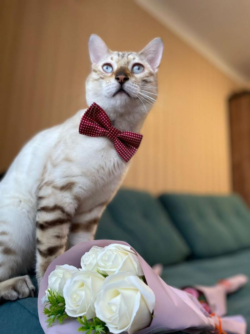 Кот на вязку