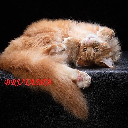 Котята-мейн кун