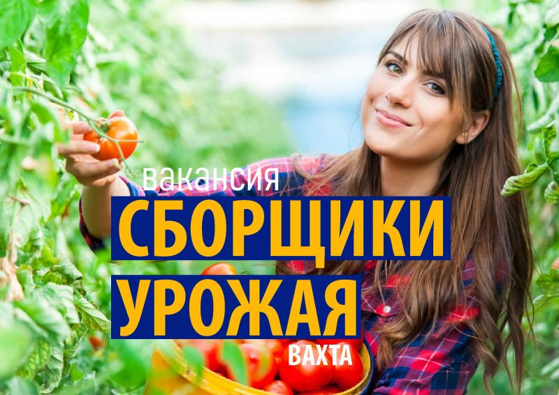 Вахта с питанием и проживанием для мужчин и женщин в Краснодарском крае