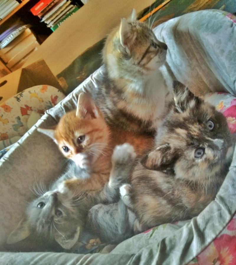 Пасхальные котята ищут добрые руки и дом.