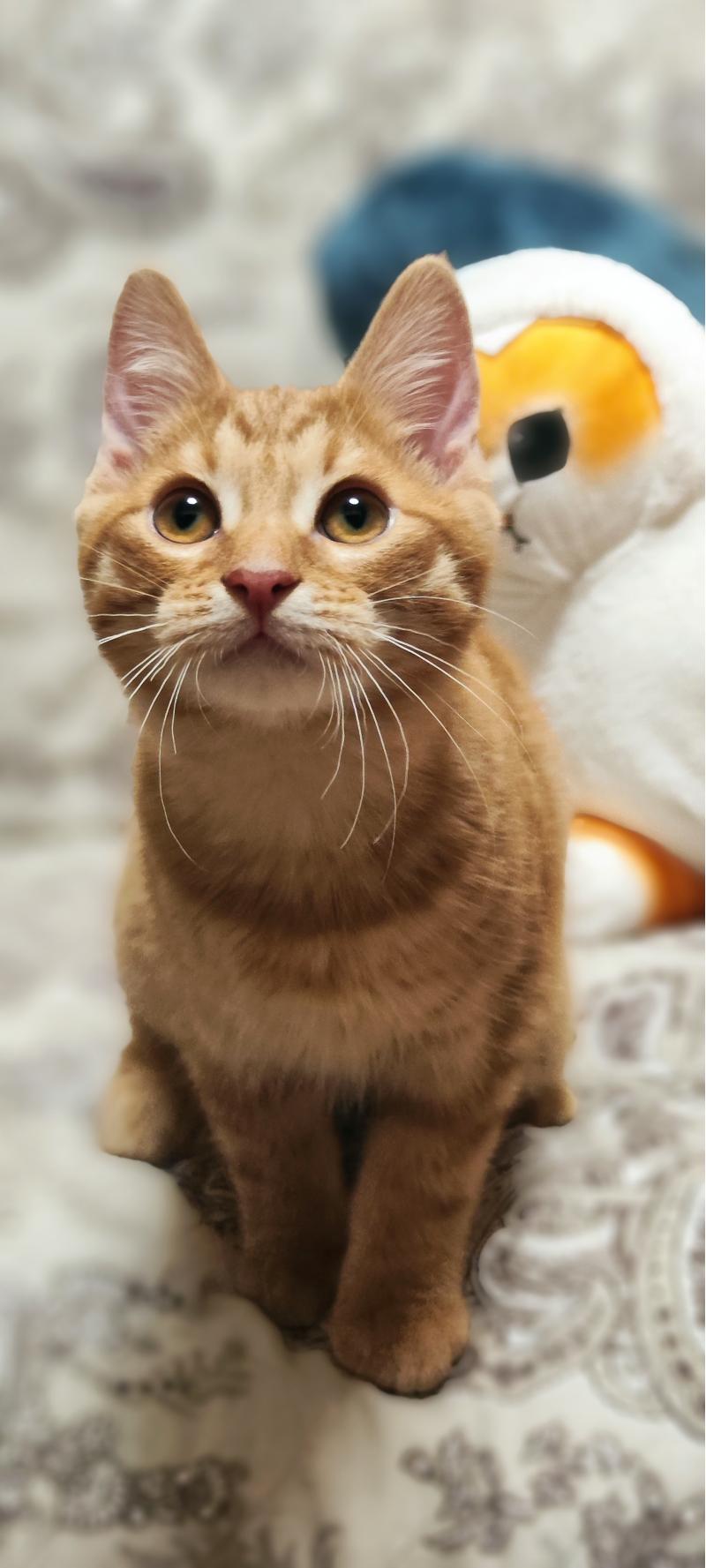 Продаются котята) Курильский бобтейл