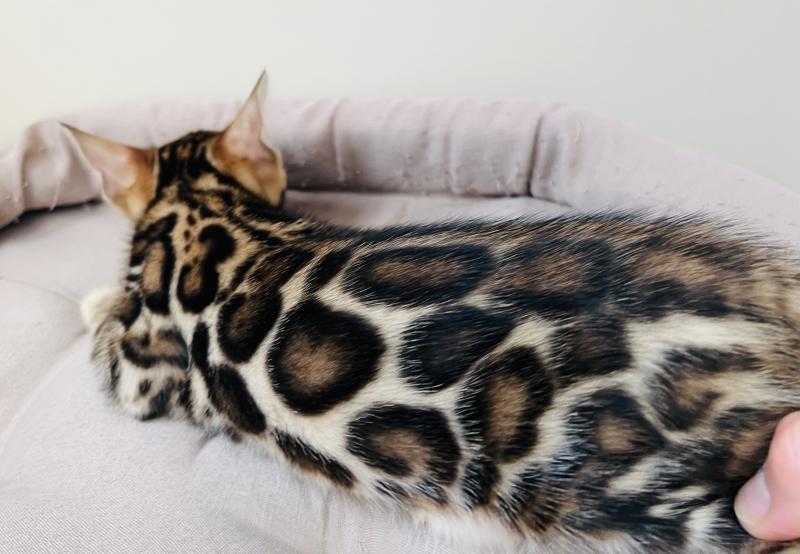 Бенгальские котята питомник Leopardetta
