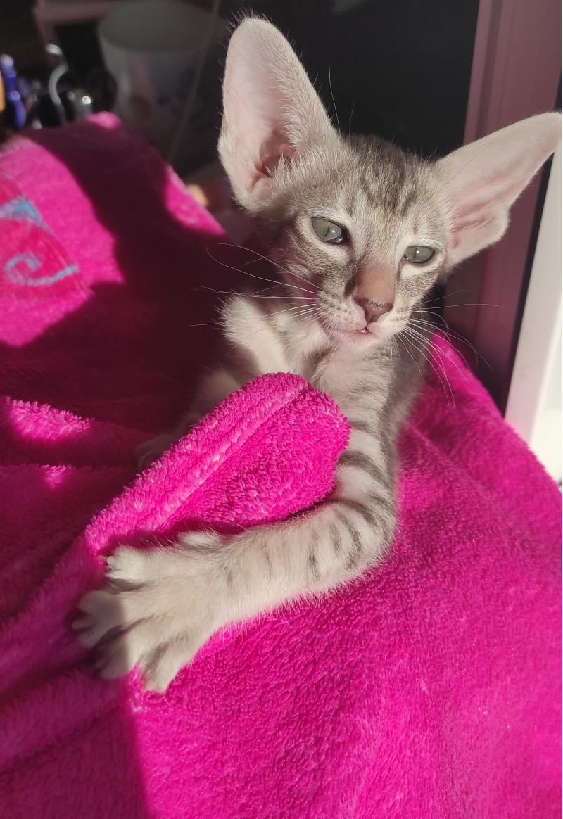 Ориентальные котята