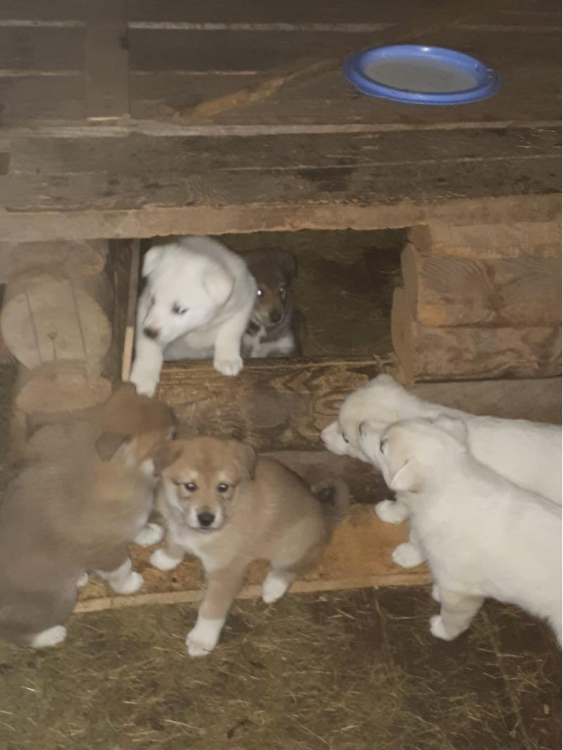 Продаются щенки лайки
