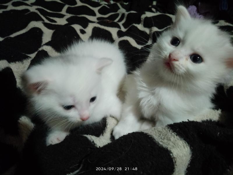 Белые котята