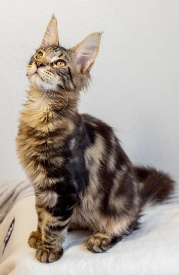 Котята мейн кун