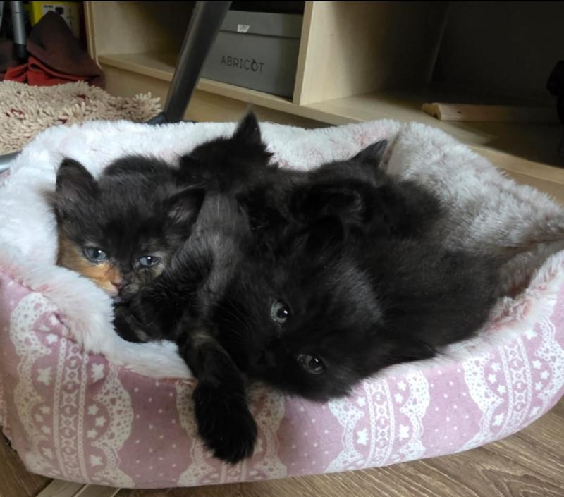 Котята Йоркской шоколадной породы