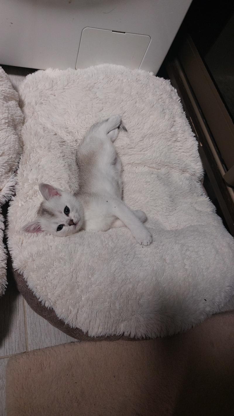 Котята шотландские от серебристой шиншиллы