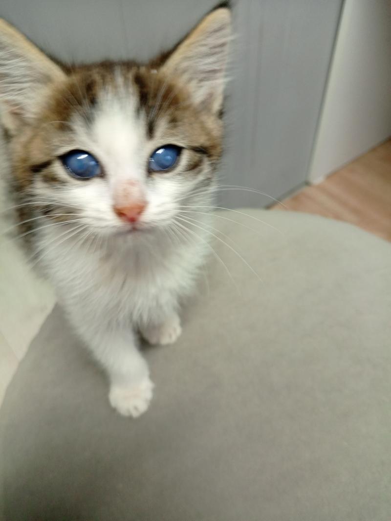 Отдам котят в добрые руки