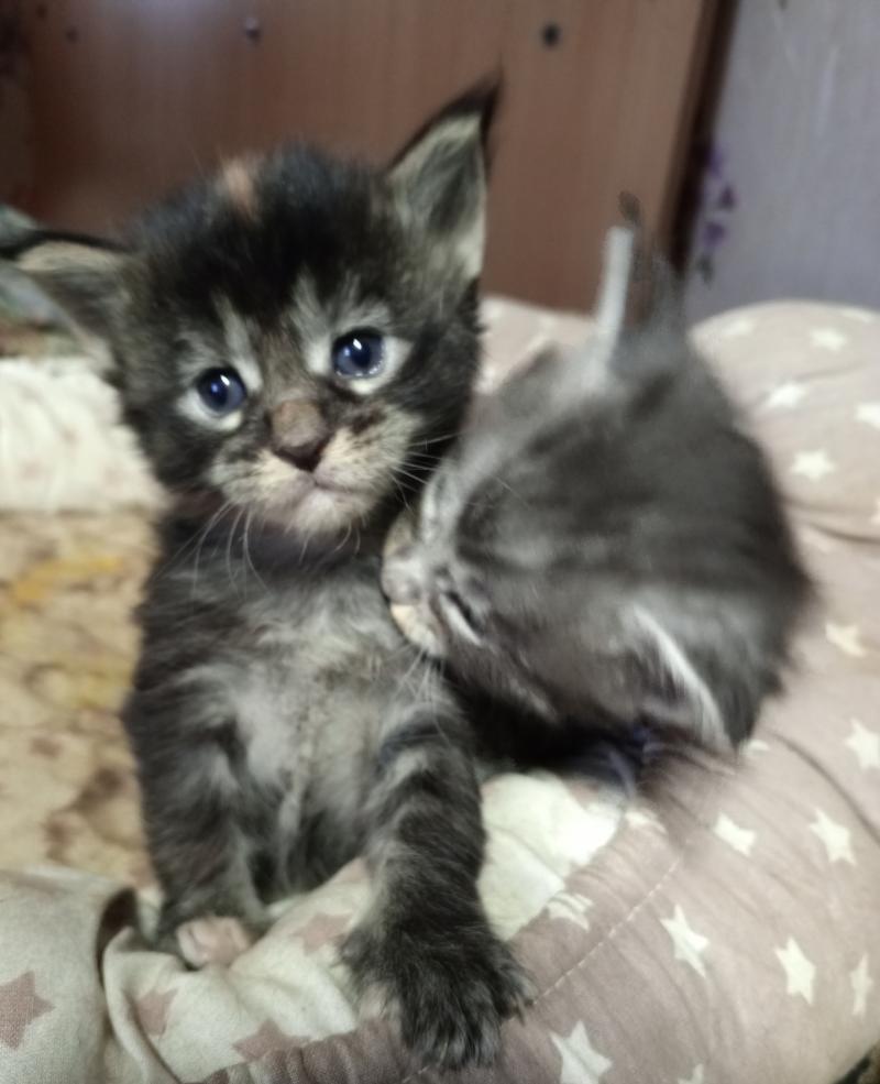 Котята мэйн кун с документами , бронируем.