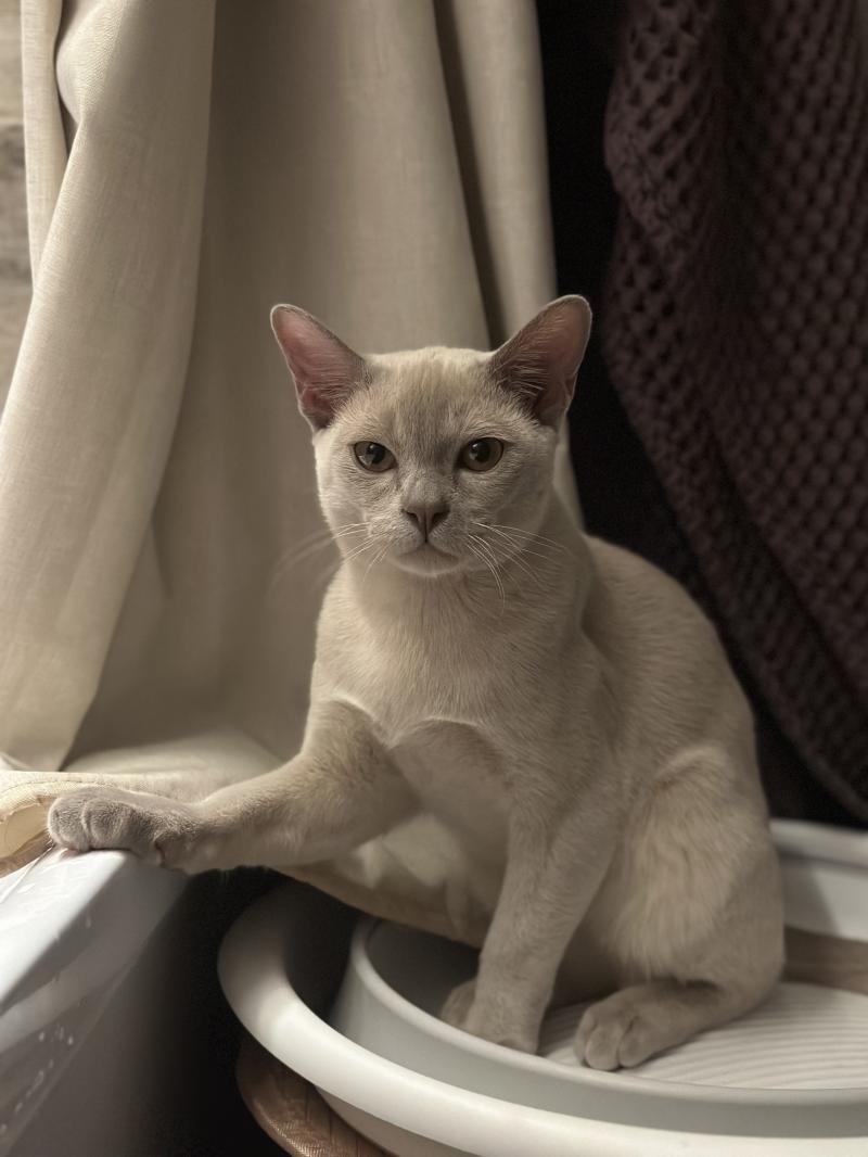 Бурманский котенок