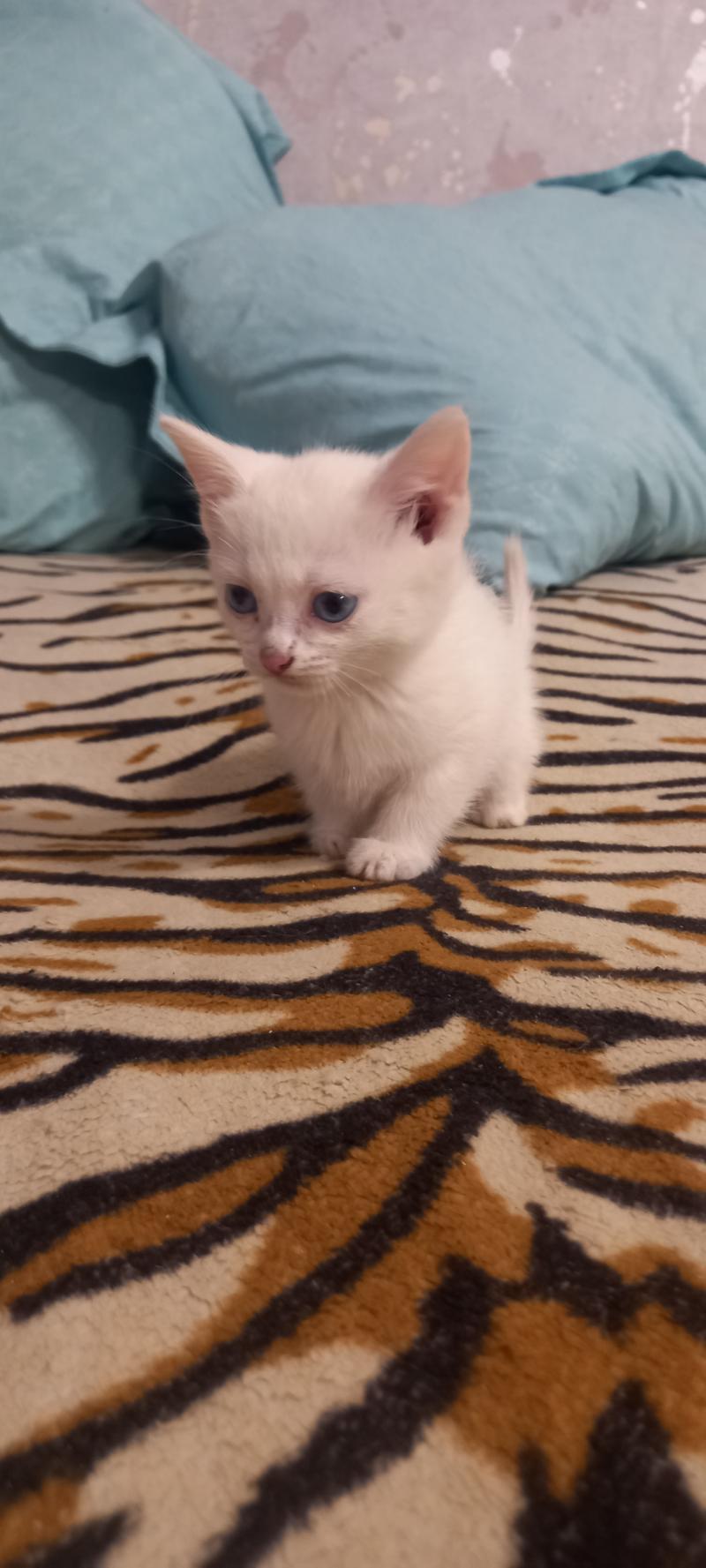 Котята в дар.