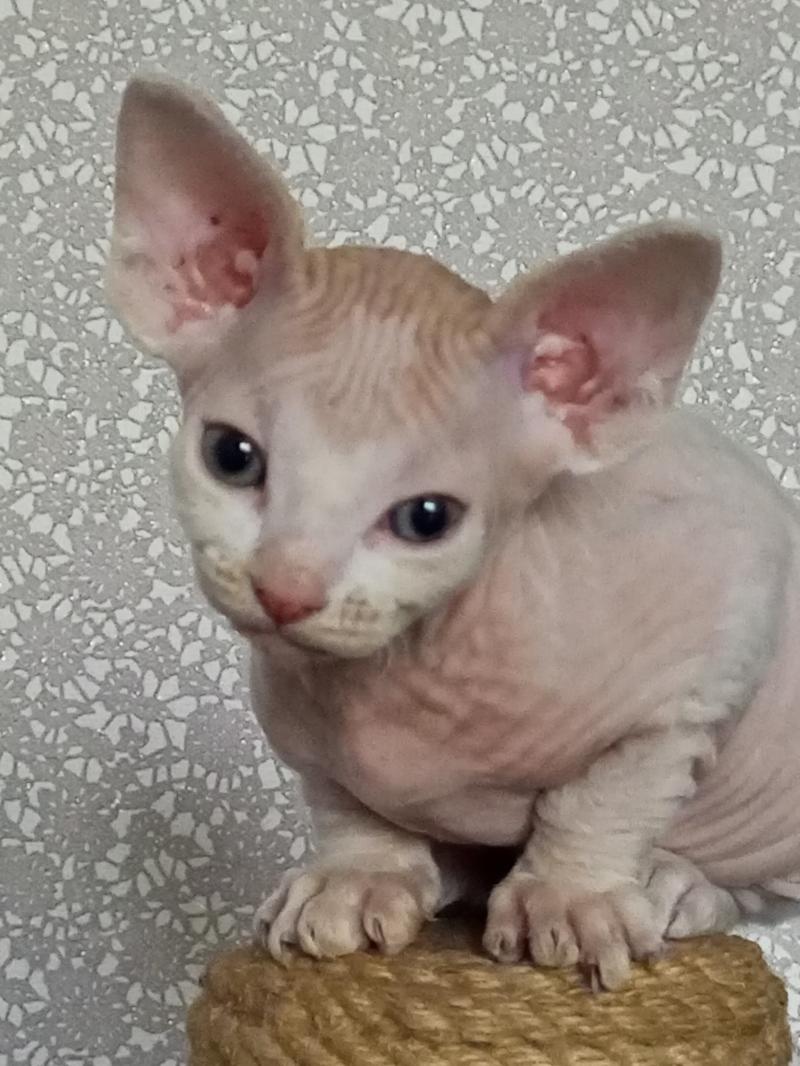 Котята Канадский сфинкс