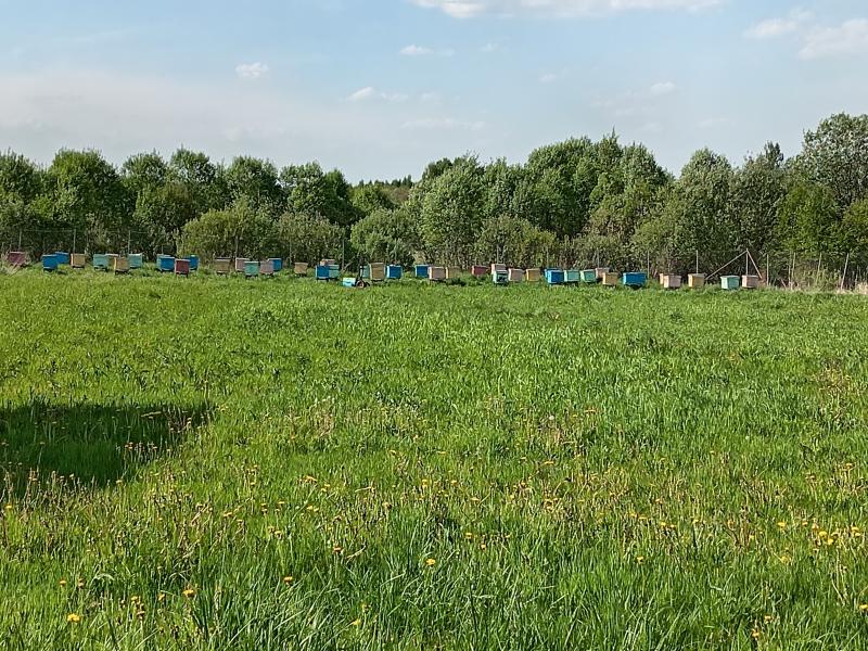 Продаю пасеку и пчелосемьи.