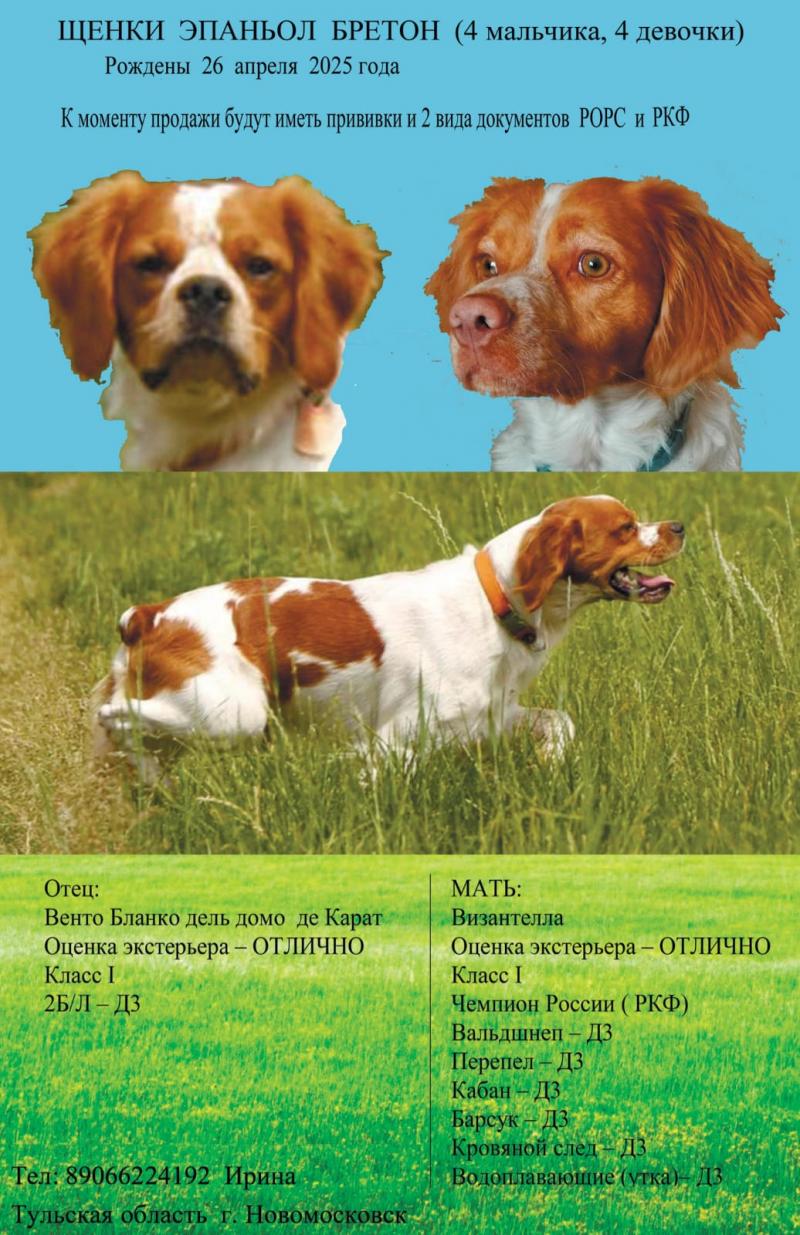 Щенки Бретонского эпаньоля