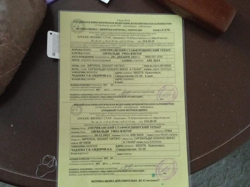 Продам щенков АМ стафф