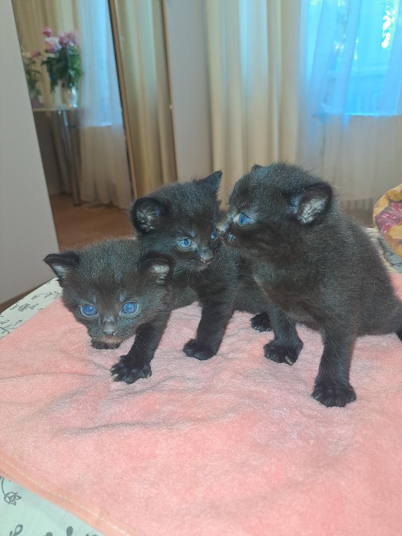 Котята