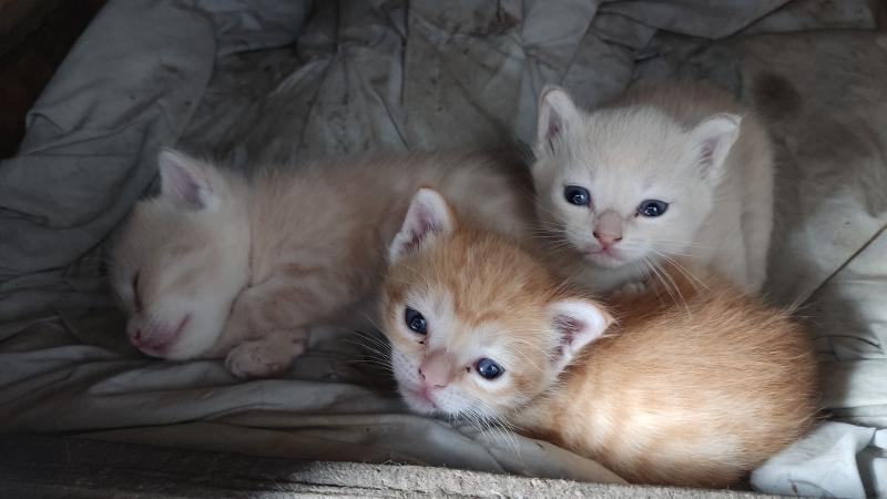 Домашние котята