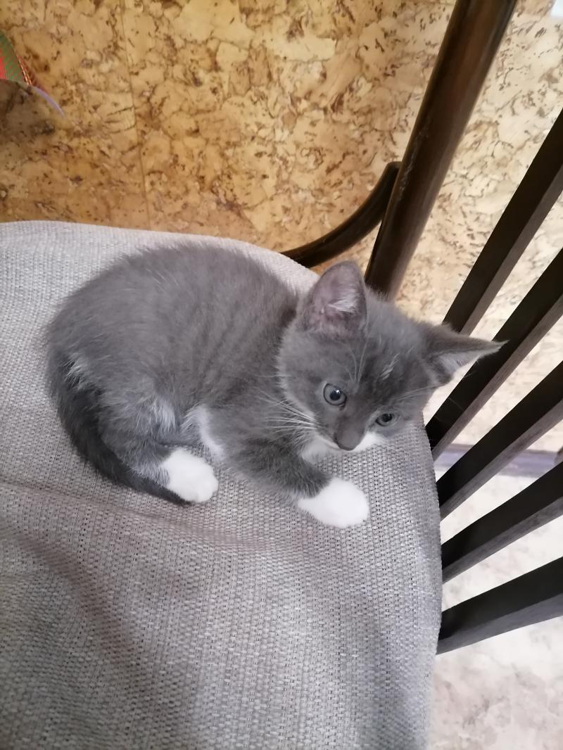 Котята 1,5 месяца Бесплатно