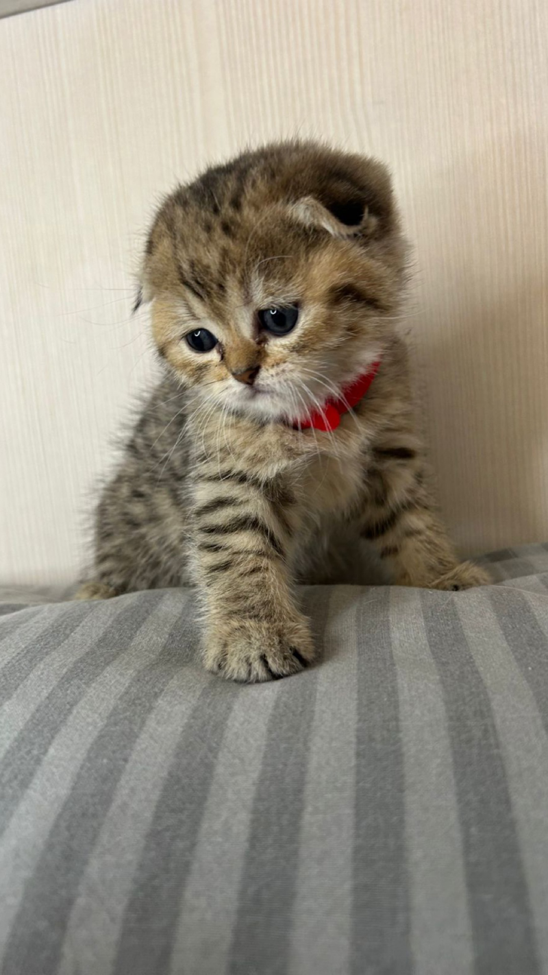 Продажа котят.
