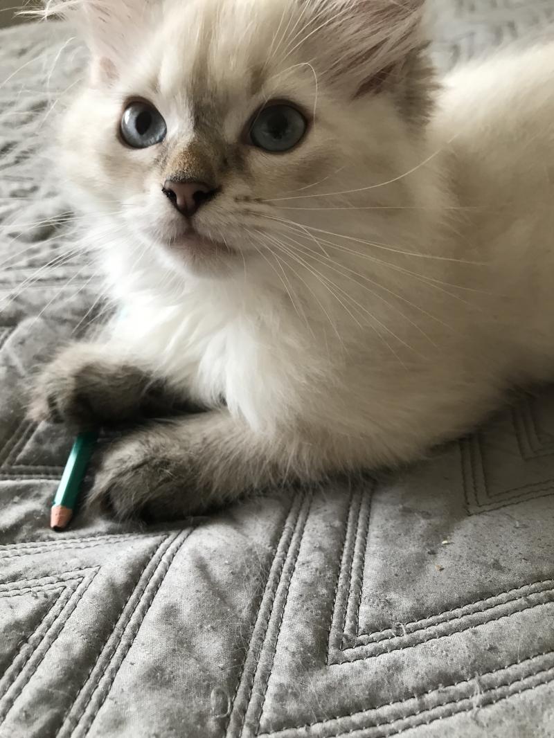 Котята из питомника