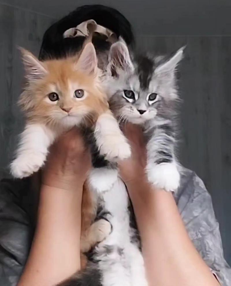 ������ ����-���
