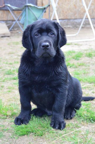 OSCAR