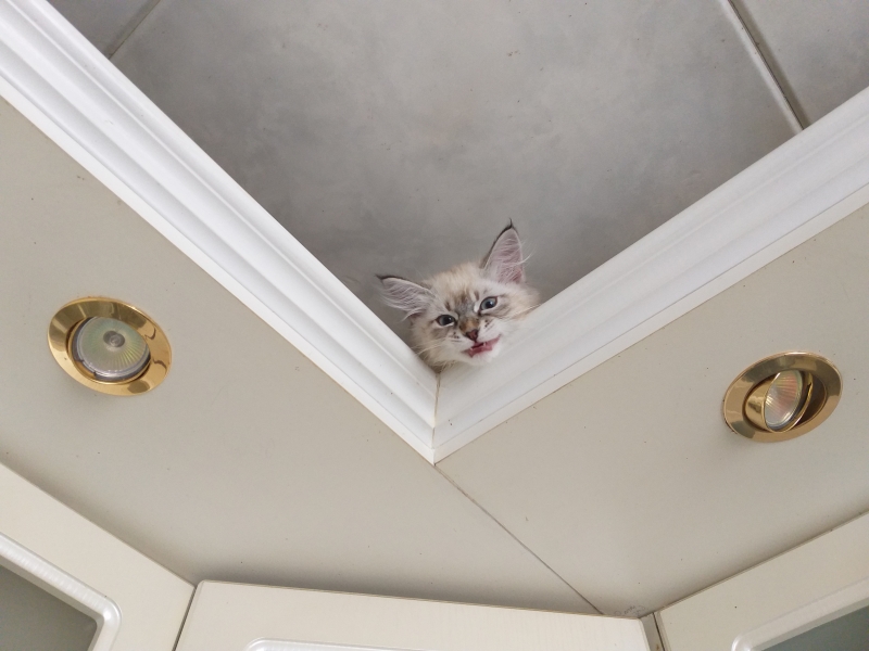 Продажа свободных котят