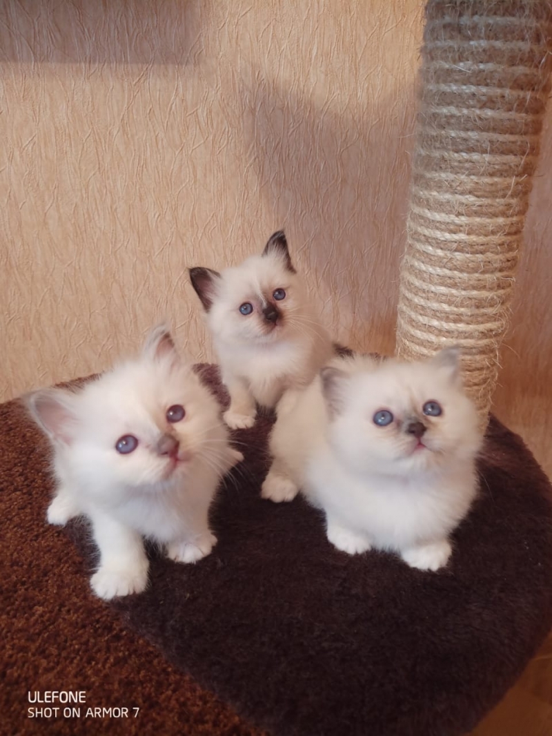 Продаются котята священной Бирмы