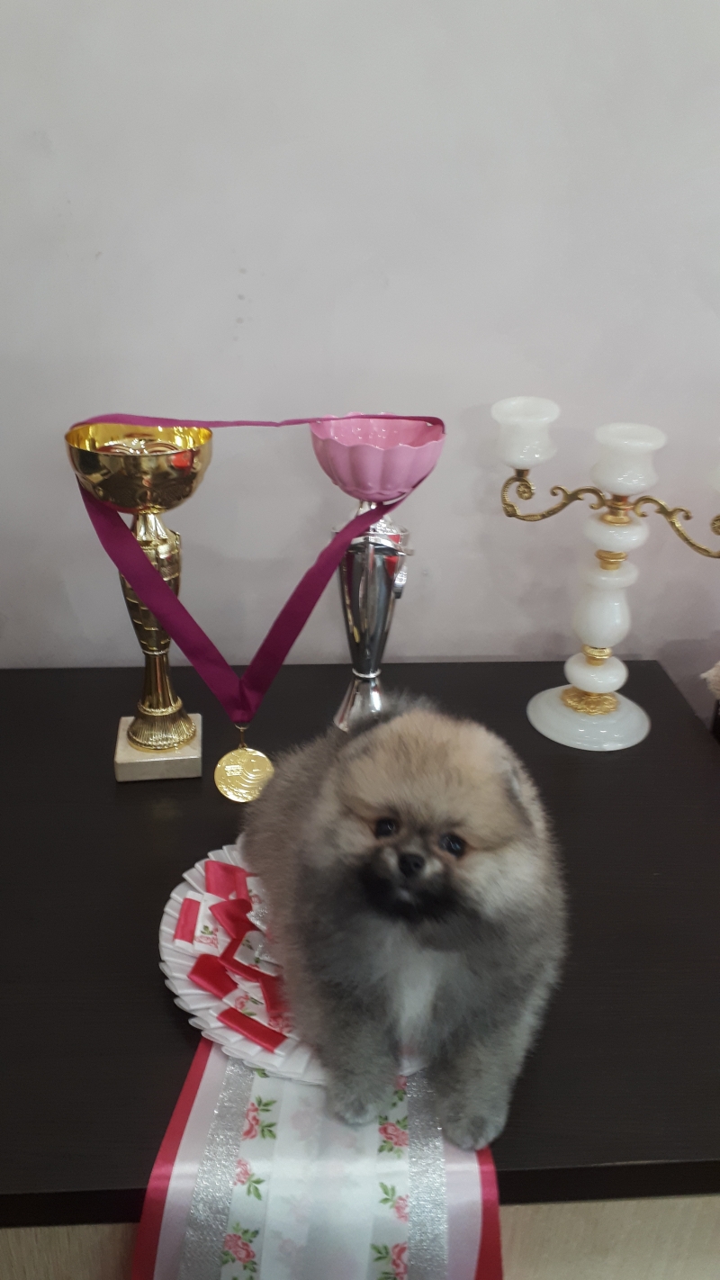 Померанский шпиц