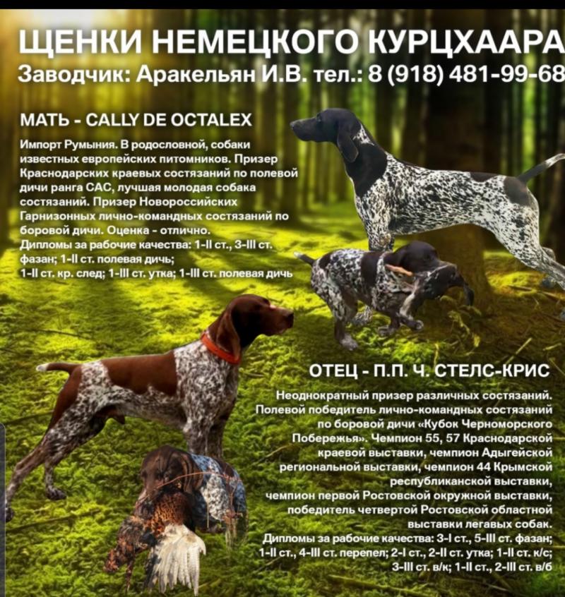 Щенки курцхаара