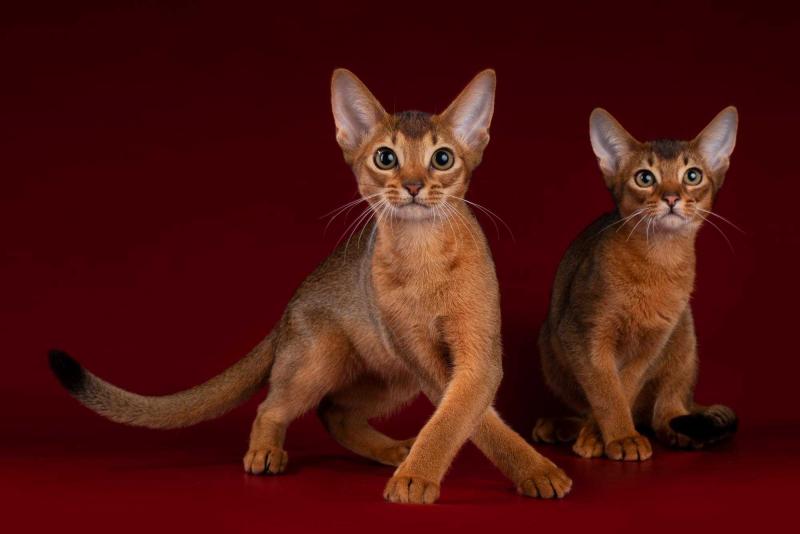 Абиссинские котята из питомника